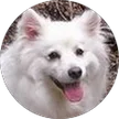 Lesley Bowen, verified Google reviewer