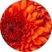 Patti Lee, verified Google reviewer