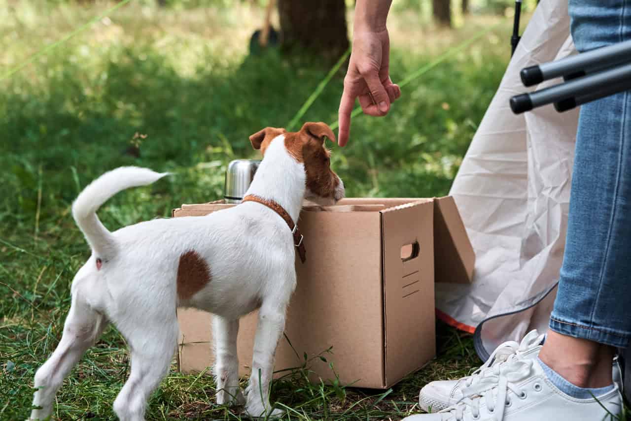 Pet Relocation: Trusted Pet Moving Services in Kerrville & Boerne, TX